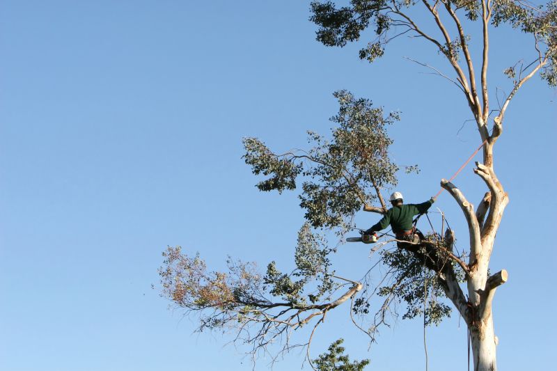 Increase Your Tree Trimming Business with an AI Driven, Targeted Website