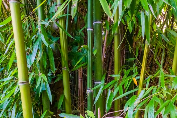 Bamboo Trimming in Woodland Hills