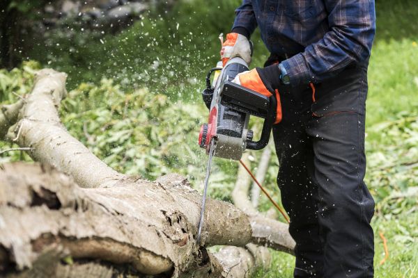 Branch Removal Service in Woodland Hills