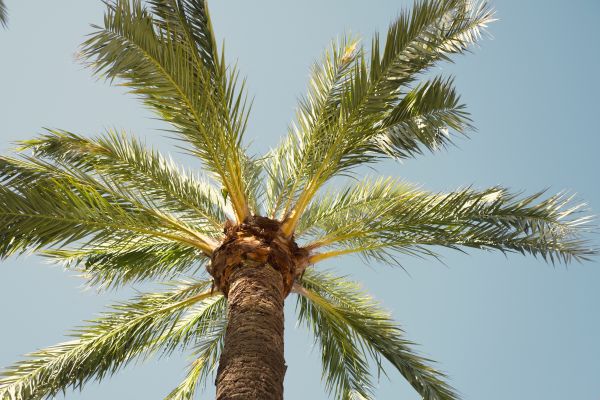 Palm Tree Pruning in Woodland Hills