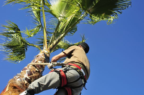 Palm Tree Trimming in Woodland Hills
