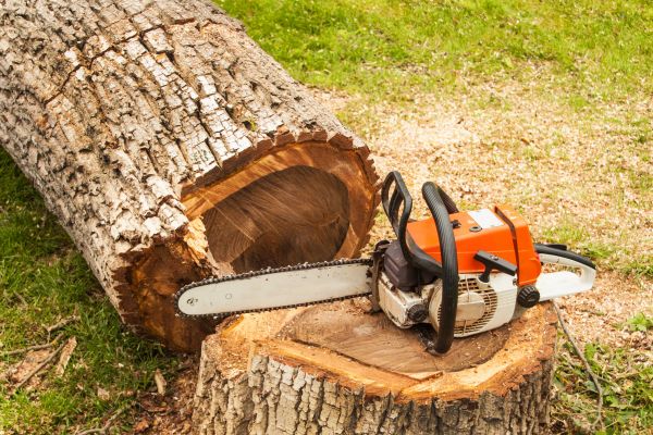 Tree Cutting Service in Woodland Hills
