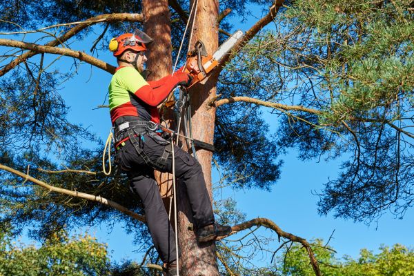 Tree Service in Woodland Hills