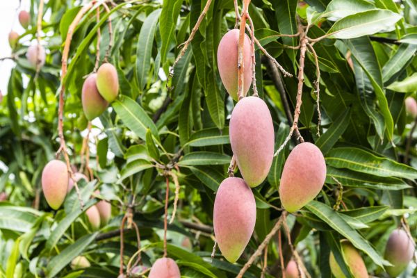 Mango Tree Trimming in Woodland Hills