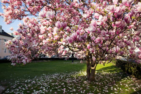 Ornamental Tree Pruning in Woodland Hills