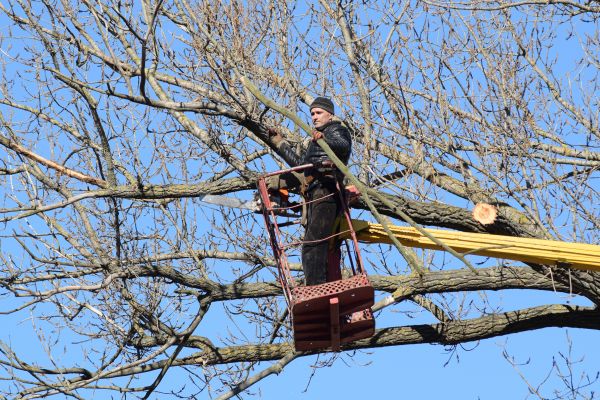 Emergency Tree Trimming in Woodland Hills