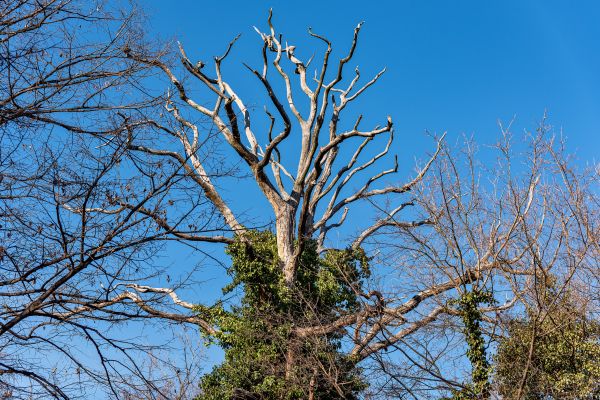 Deadwood Removal in Woodland Hills