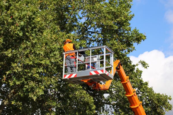 Commercial Tree Service in Woodland Hills