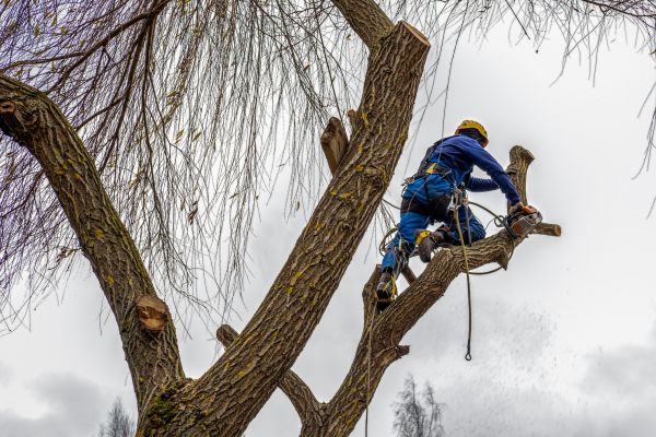 Tree Maintenance Service in Woodland Hills