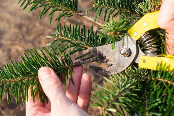 Pine Tree Pruning in Woodland Hills