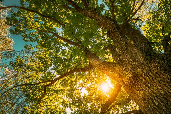 Cost of Oak Tree Pruning in Woodland Hills