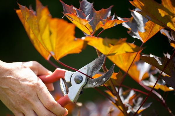 Cost of Maple Tree Pruning in Woodland Hills