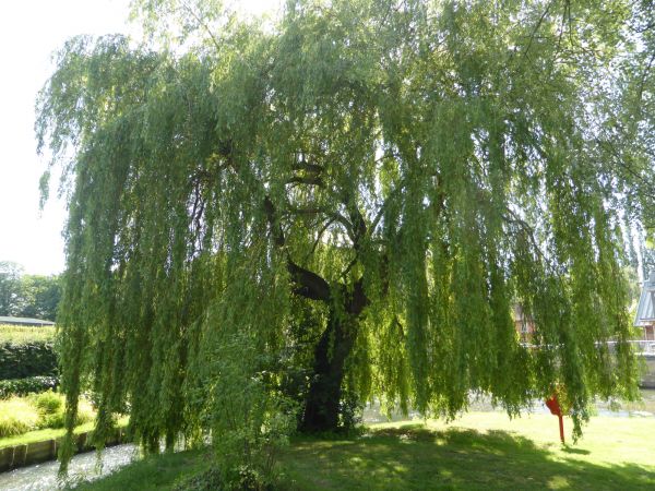Willow Tree Trimming in Woodland Hills