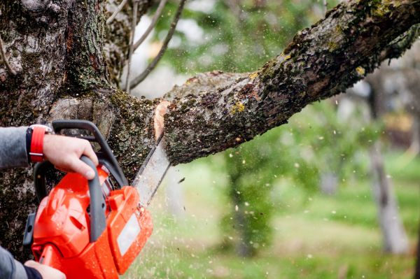 Cost of Tree Limbs Removal in Woodland Hills