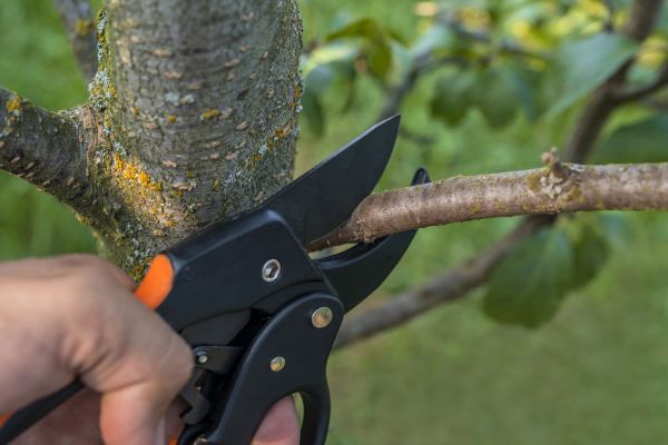 Tree Limb Cutting in Woodland Hills