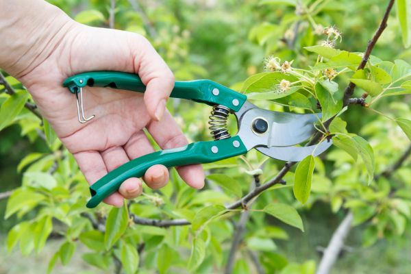 Cost of Pear Tree Pruning in Woodland Hills