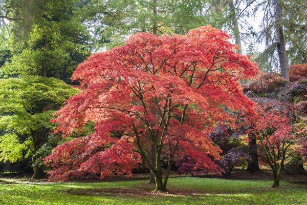 Japanese Maple Pruning in Woodland Hills
