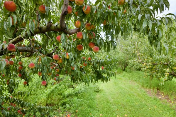 Cost of Peach Tree Pruning in Woodland Hills