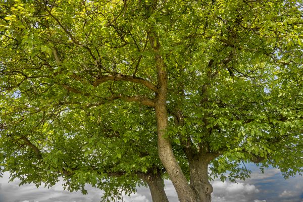 Walnut Tree Trimming in Woodland Hills