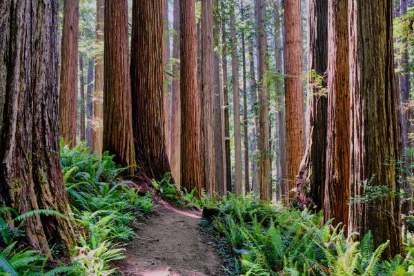Redwood Tree Trimming in Woodland Hills