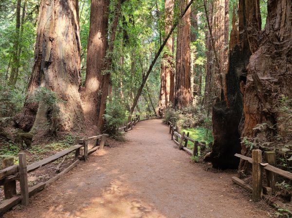 Redwood Tree Pruning in Woodland Hills