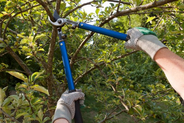 Residential Tree Pruning in Woodland Hills