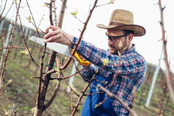 Orchard Tree Pruning in Woodland Hills