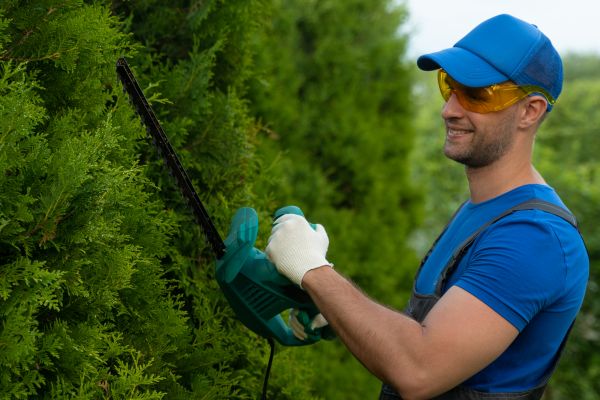 Tree Shaping Service in Woodland Hills