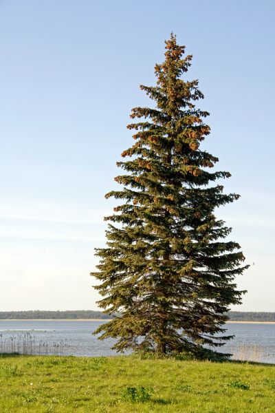 Spruce Tree Pruning in Woodland Hills