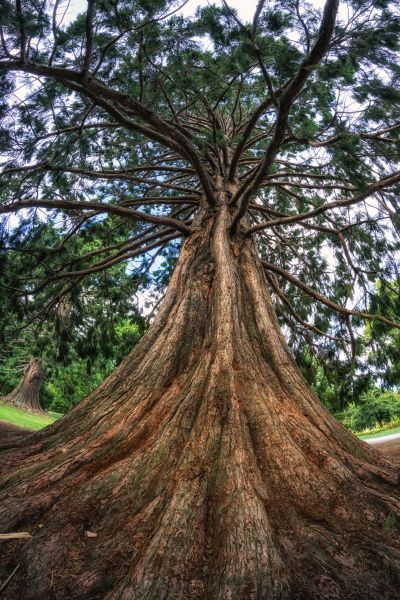 Cedar Tree Pruning in Woodland Hills