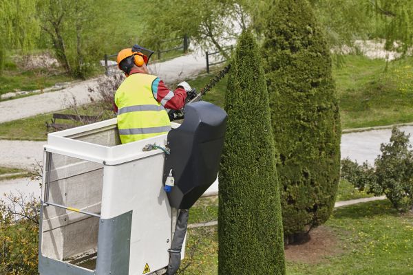 Cypress Tree Pruning in Woodland Hills