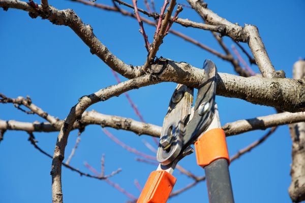 Peach Tree Trimming in Woodland Hills