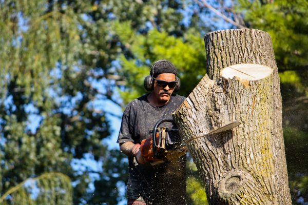Ash Tree Pruning in Woodland Hills