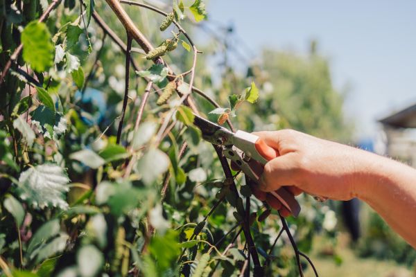 Birch Tree Pruning in Woodland Hills