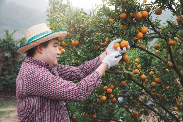 Orange Tree Pruning in Woodland Hills