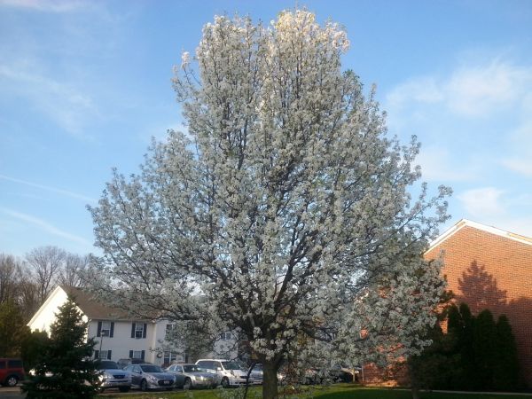 Bradford Pear Tree Pruning in Woodland Hills