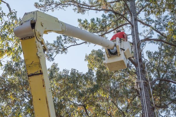 Limbs Trimming in Woodland Hills
