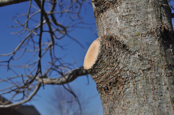 Limb Pruning in Woodland Hills