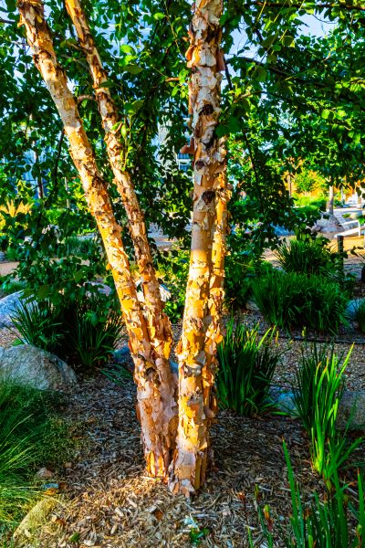 River Birch Trimming in Woodland Hills