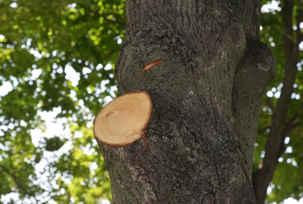 Limb Cutting in Woodland Hills