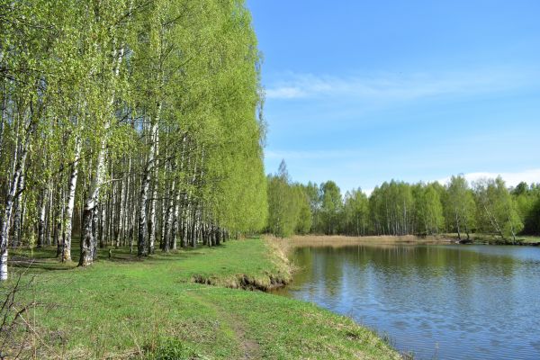 River Birch Pruning in Woodland Hills
