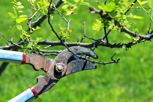 Branches Pruning in Woodland Hills