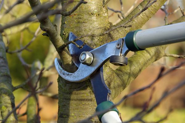 Tree Limb Trimming Service in Woodland Hills