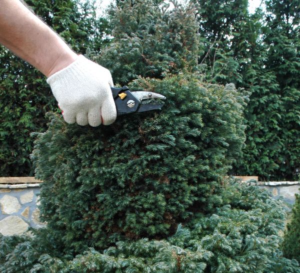 Ornamental Tree Trimming in Woodland Hills