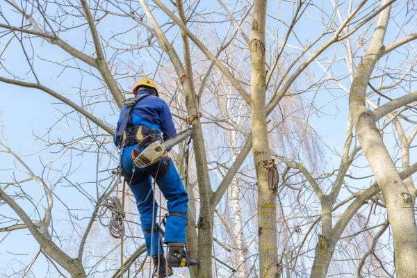 Large Tree Trimming in Woodland Hills