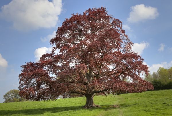 Beech Tree Pruning in Woodland Hills