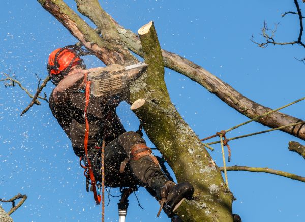Tree Trimming Service in Woodland Hills