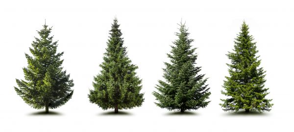Cost of Pine Tree Trimming in Woodland Hills