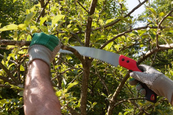 Apple Tree Trimming in Woodland Hills