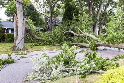 Fallen Tree Near Power Lines